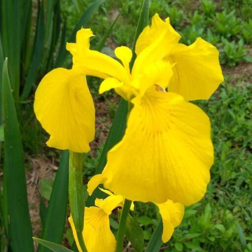 黄色いアイリスの大きな株1苗 黄菖蒲 阿東の破格米取扱い 名草の家具の中古あげます 譲ります ジモティーで不用品の処分