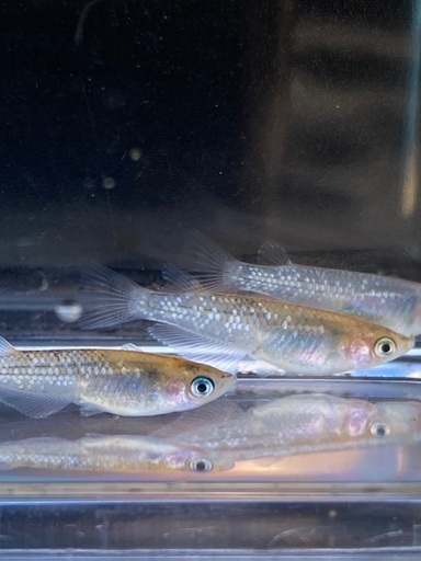 めだか（ラメ王Sサイズ）1ペア＋1匹…メダカ