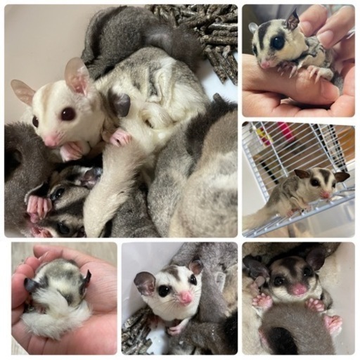 ペットショップ 小動物大量入荷しました れるぶん 浦添前田のペットの無料広告 無料掲載の掲示板 ジモティー