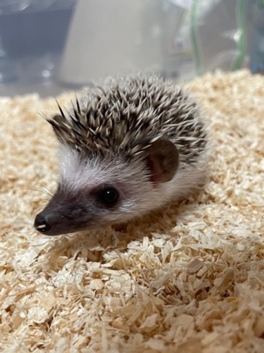 ペットショップ 小動物大量入荷しました れるぶん 浦添前田のペットの無料広告 無料掲載の掲示板 ジモティー
