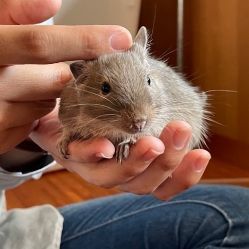 ペットショップ 小動物大量入荷しました れるぶん 浦添前田のペットの無料広告 無料掲載の掲示板 ジモティー