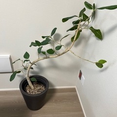 観葉植物お譲りします