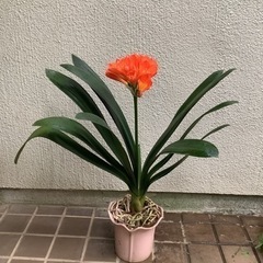 🌺君子蘭（高性広葉系）花付き