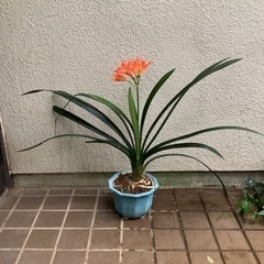 🌺君子蘭　花付き