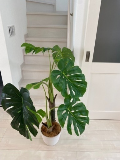 フェイクグリーン　観葉植物　　　楽天で17800円〜です