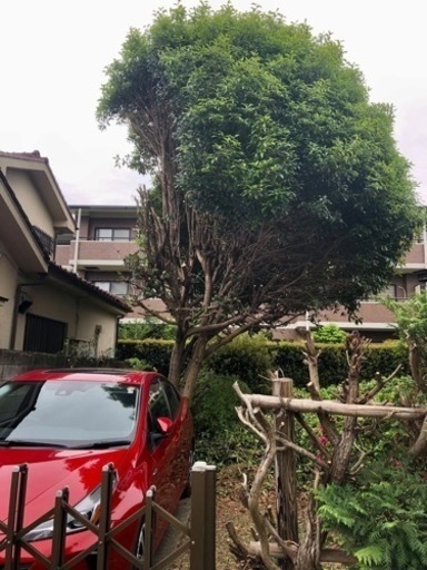 キンモクセイの木①