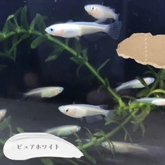 ピュア ホワイト 白 メダカ 稚魚サイズ～若魚サイズ