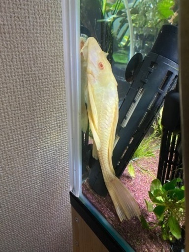 ☆熱帯魚 買取り☆