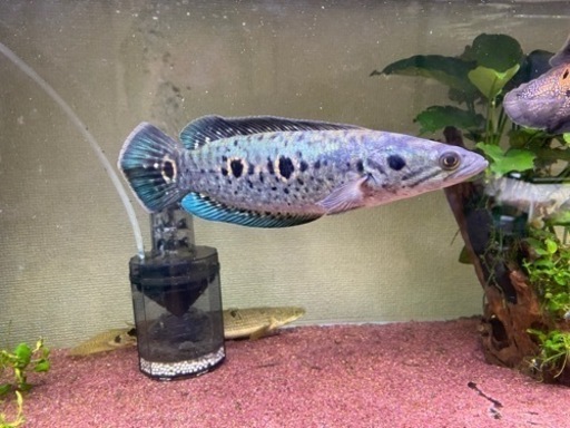☆熱帯魚 買取り☆