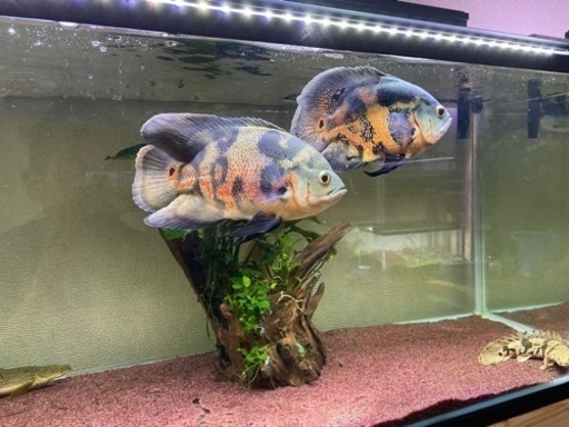 ☆熱帯魚 買取り☆