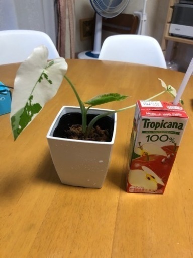 クワズイモ　班入り
