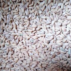 もち米の種籾 1キロ もち米栽培 モチ米作り 陸稲種子にも
