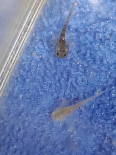 ウーパールーパー 稚魚 はる 笹川のその他の中古あげます 譲ります ジモティーで不用品の処分