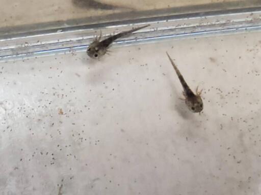 ウーパールーパー 稚魚 はる 笹川のその他の中古あげます 譲ります ジモティーで不用品の処分