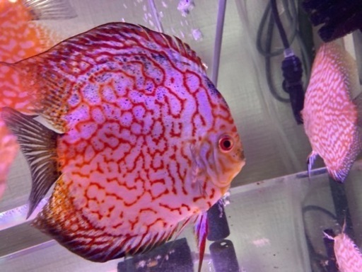 ディスカス　パールラフレシア　即戦力 ディスカス パールラフレシア 雄