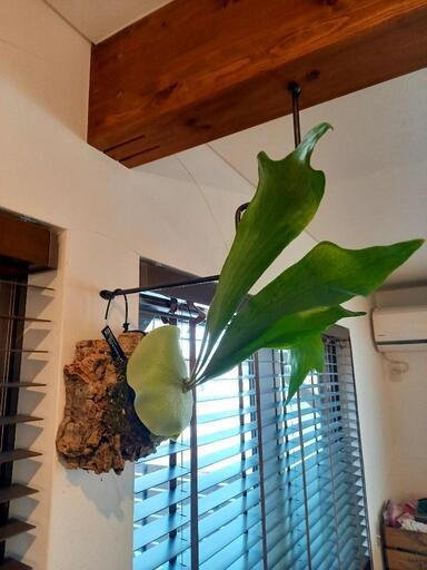 ビカクシダ ビフルカツム コルク付 2 Kurom 牧の家具の中古あげます 譲ります ジモティーで不用品の処分