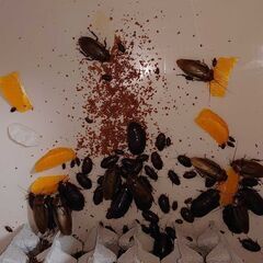 オレンジヘッドローチのコロニー