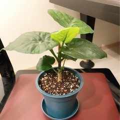 観葉植物　フィカス・ウンベラータ　25cm　ブルーカラーの3.5...