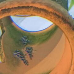 インペリアルゼブラ4匹