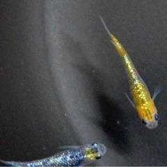 極上！天界メダカ1p＋1、1000円〜