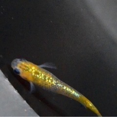 極上！天界メダカ1p＋1、1000円〜