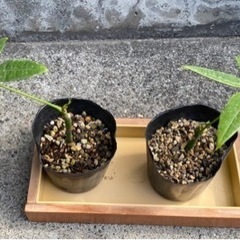 【無料】パキラ　芽出し苗　観葉植物　残り1個