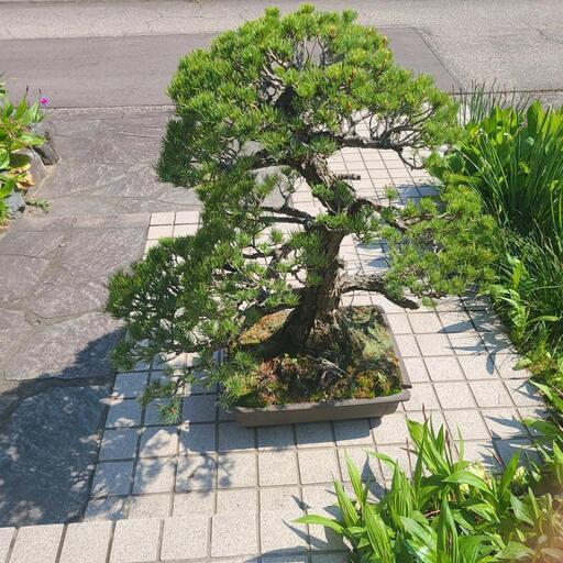 盆栽　五葉松　樹高47cm 吾妻五葉松／松国宝 』樹高14㎝／小品盆栽 』