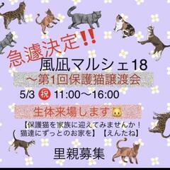 保護猫譲渡会　in　風凪マルシェ　5/3