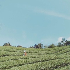【宇治抹茶★和束町】お茶の収穫補助・その他作業【時給1,875円】 - 相楽郡
