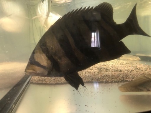 ダトニオ