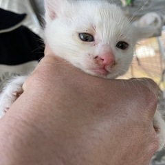 応募多数の為一時募集をストップします！可愛い白猫ちゃんの赤ちゃんです - 沼田市
