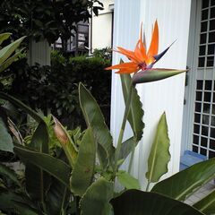 極楽鳥花の中古が安い 激安で譲ります 無料であげます ジモティー