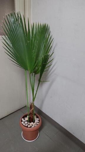 観葉植物  糸ヤシ ワシントンヤシ