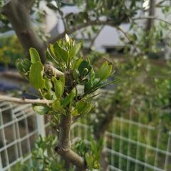 オリーブの木   大型   シンボルツリー   観葉植物  