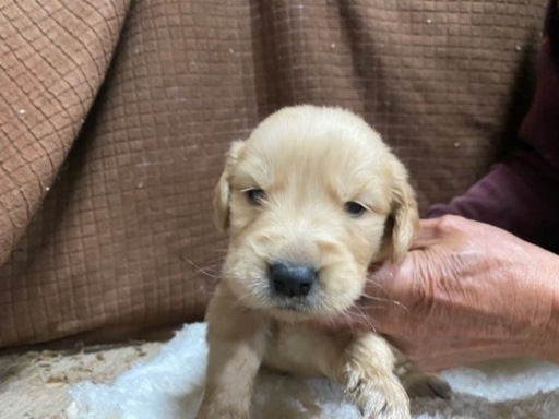 犬のブリーダーです ゴールデンレッドリバーがオス5匹 メス5匹産まれました 合田 水島の犬の無料広告 無料掲載の掲示板 ジモティー