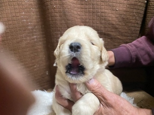 犬のブリーダーです ゴールデンレッドリバーがオス5匹 メス5匹産まれました 合田 水島の犬の無料広告 無料掲載の掲示板 ジモティー