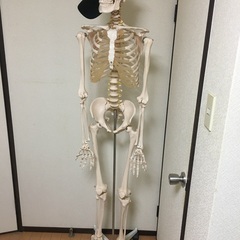 人体骨模型