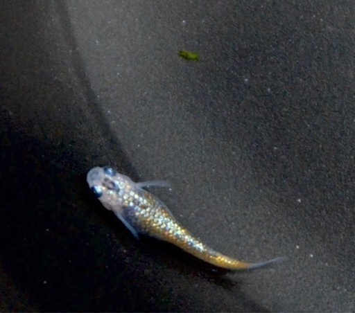 極上！天界メダカ1p＋1、1000円〜