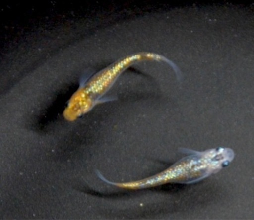 極上！天界メダカ1p＋1、1000円〜