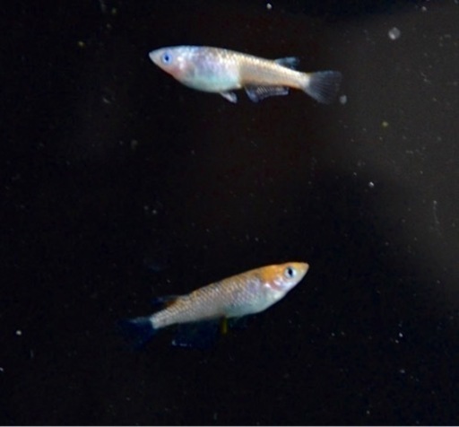 本物品質の 健生メダカ！天界メダカ1p その他