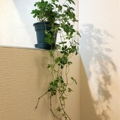 観葉植物　シュガーバイン①　60cm　ブルーカラーの3.5号の鉢...