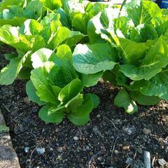 家庭菜園で育てた野菜