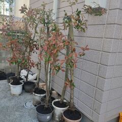 【０円】庭木・植栽　ベニカナメ・レッドロビン　無料で差しあげます
