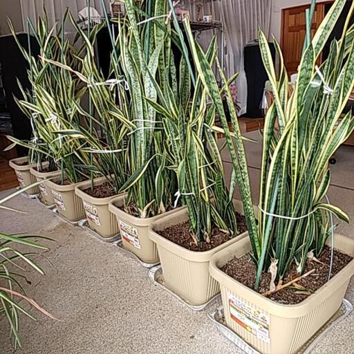 受付終了 サンセベリア観葉植物マイナスイオン エスティ 新田の家具の中古あげます 譲ります ジモティーで不用品の処分