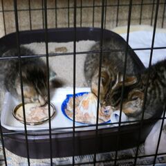 キジトラの子猫里親募集、３月中旬に子猫が４匹生まれました。差し上げます。 - 里親募集