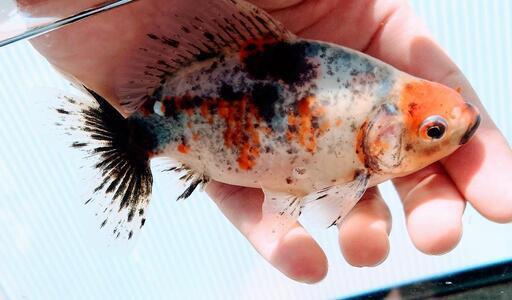 決まりました】金魚 江戸地金
