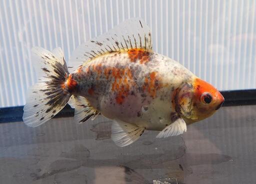 【決まりました】金魚 江戸地金
