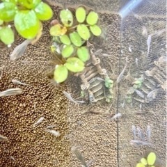 貴重！西日本版天然メダカ稚魚20匹&ミニ水槽、水草、餌の本格飼育...