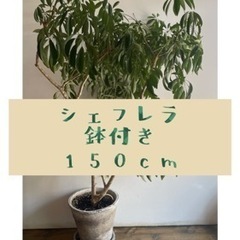 観葉植物　シェフレラ　カポック　150cm