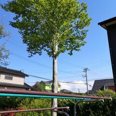 ブナの木です。幹直径15cm、高さ6mくらい。